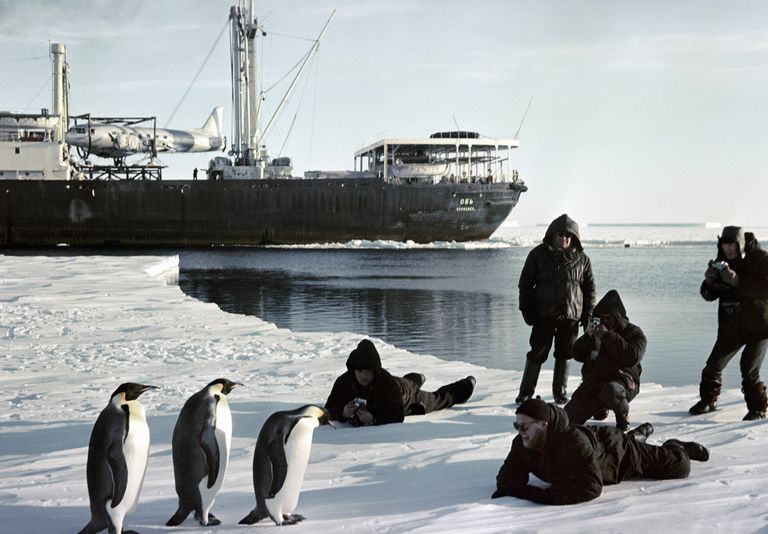 Моряки ледокола Обь фотографируют пингвинов Моряки ледокола Обь фотографируют пингвинов