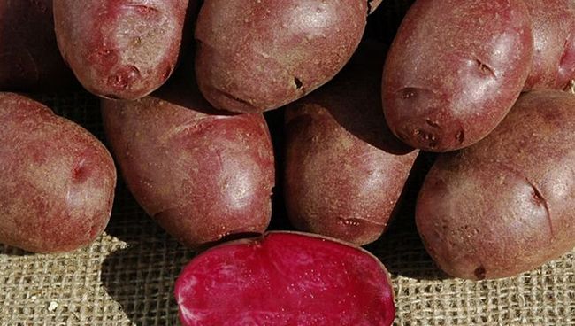 Фиолетовая картошка, созданная генетиками из университета Колорадо Фиолетовая картошка, созданная генетиками из университета Колорадо