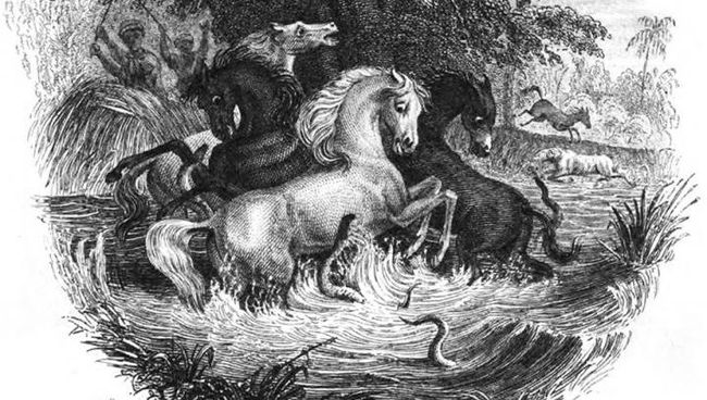 Рисунок 19 века, иллюстрирующий историю Гумбольдта об угрях