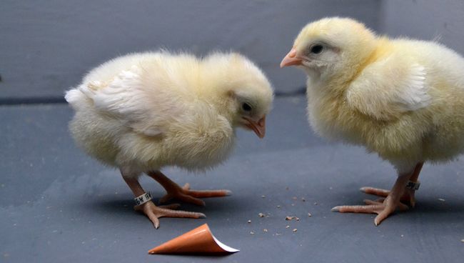 Цыплята, научившиеся различать коробки разных цветов