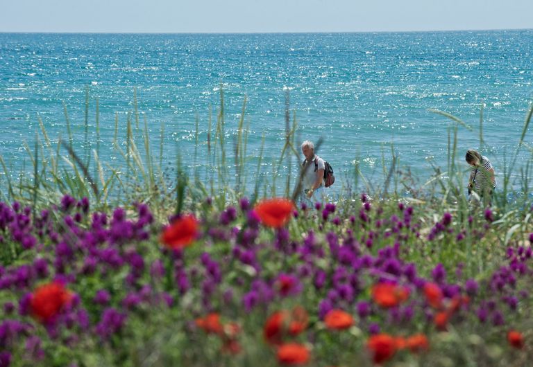 Берег Черного моря с цветущими маками в поселке Береговое под Феодосией Берег Черного моря с цветущими маками в поселке Береговое под Феодосией