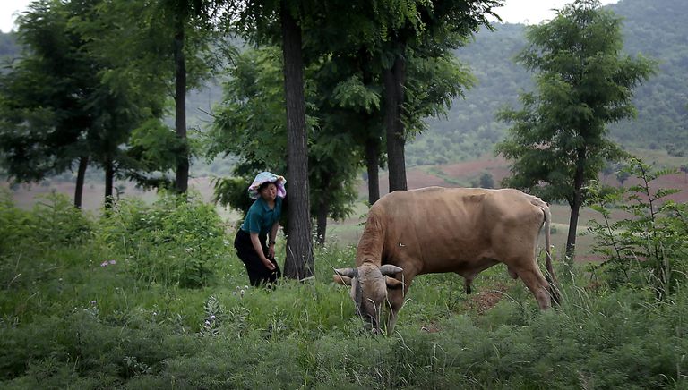 Женщина выгуливает корову в провинции Северный Хванхэ, Северная Корея Женщина выгуливает корову в провинции Северный Хванхэ, Северная Корея