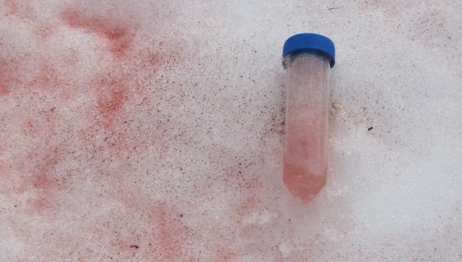 Водоросли ускоряют таяние льдов в Арктике Водоросли ускоряют таяние льдов в Арктике