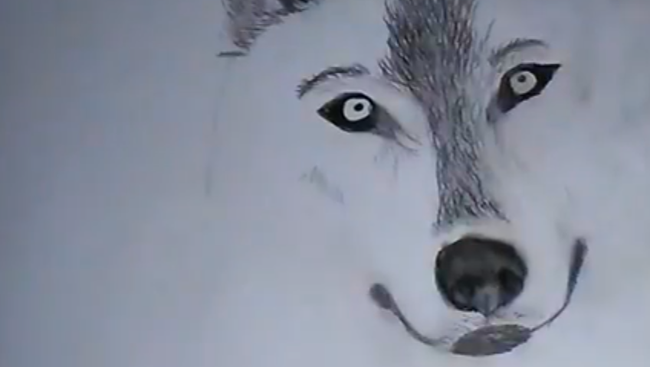 Нарисуй санитара леса