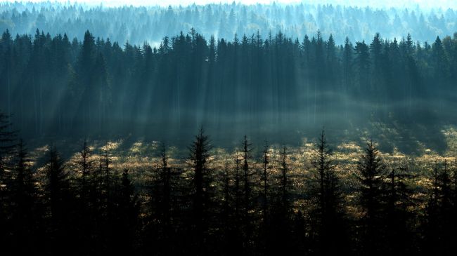 Деревья. Архивное фото