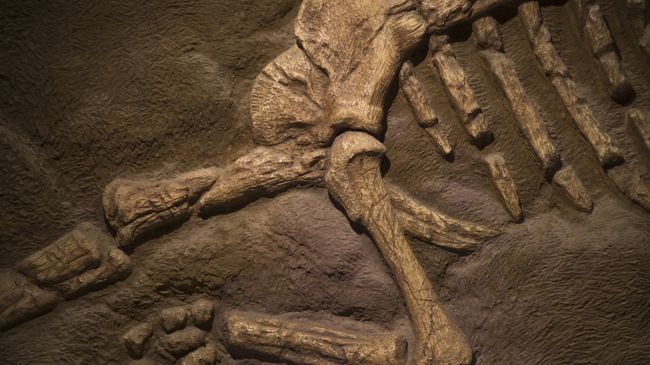 Окаменелые кости динозавра. Архивное фото Окаменелые кости динозавра. Архивное фото