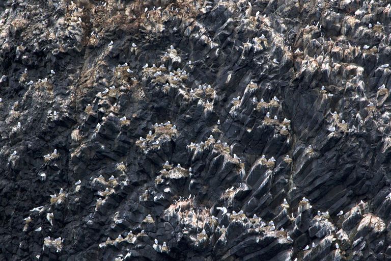 Скала Рубини, птичий базар, Земля Франца-Иосифа, национальный парк Русская Арктика