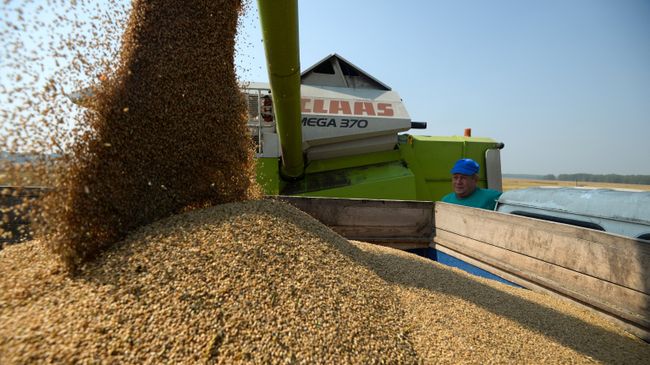 Уборка урожая зерновых культур Уборка урожая зерновых культур