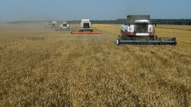 Уборка урожая зерновых культур в Новосибирской области
