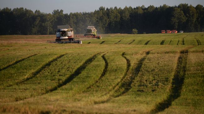 Уборка урожая зерновых. Архивное фото Уборка урожая зерновых. Архивное фото