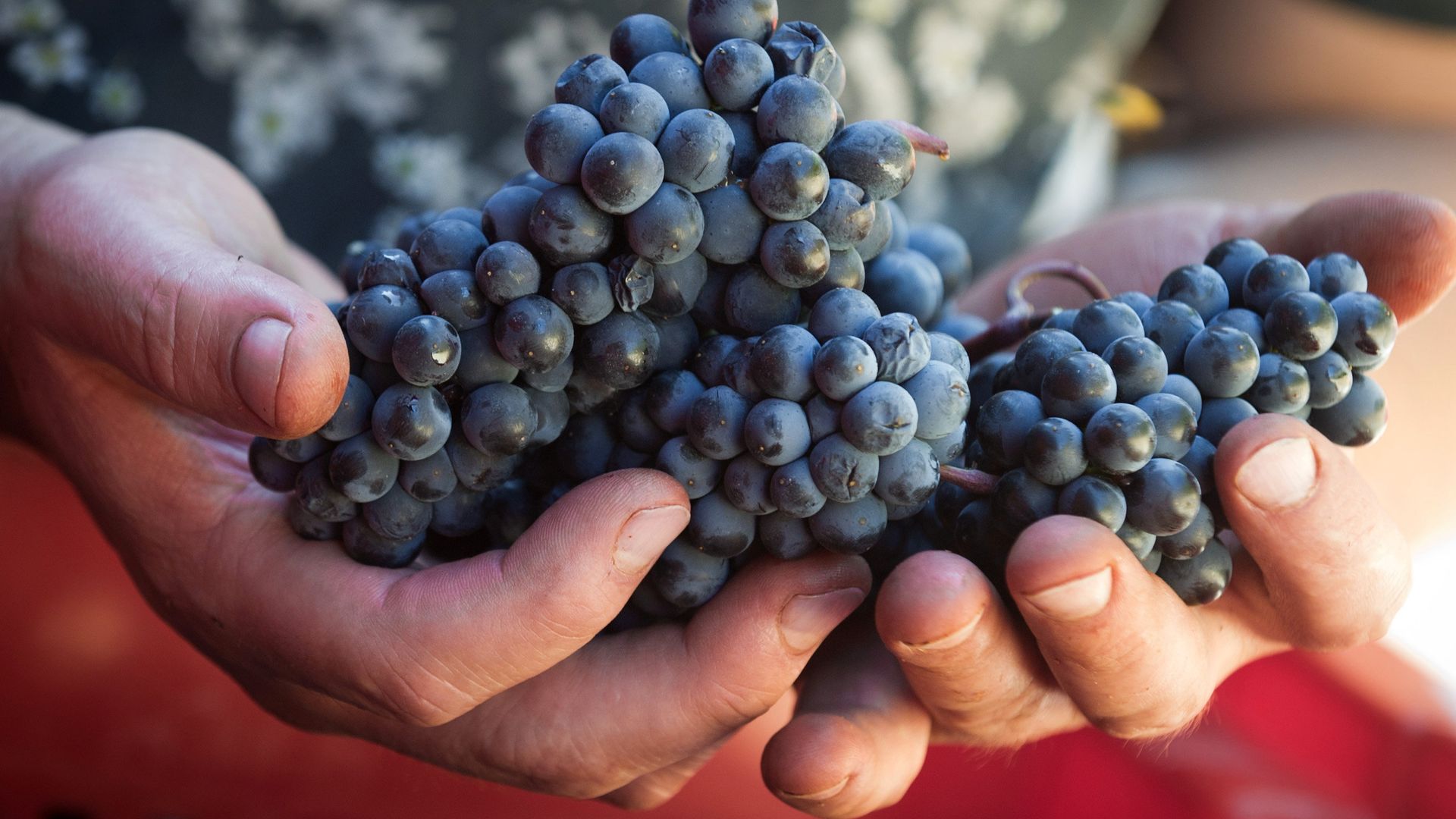 Винодельческое хозяйство UPPA Winery в Крыму Винодельческое хозяйство UPPA Winery в Крыму - РИА Новости, 1920, 18.11.2016