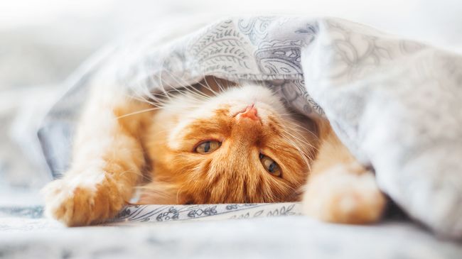 Кот под одеялом Кот под одеялом