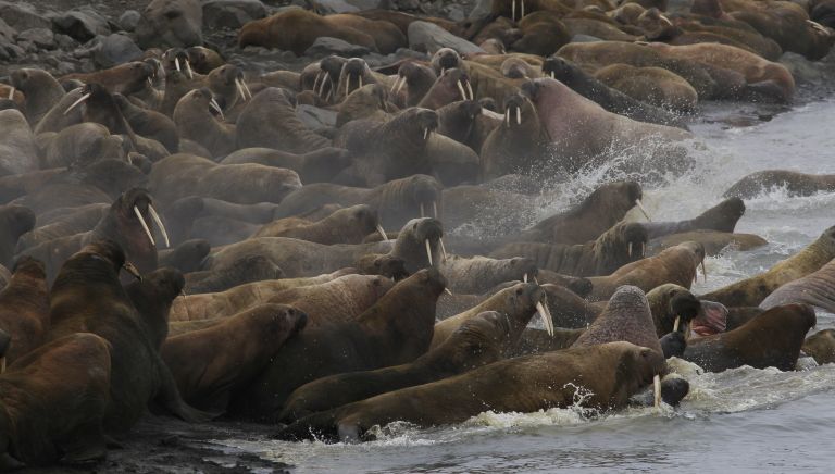 Лежбище моржей на острове Мертвого Тюленя архипелага Земля Франца-Иосифа Лежбище моржей на острове Мертвого Тюленя архипелага Земля Франца-Иосифа