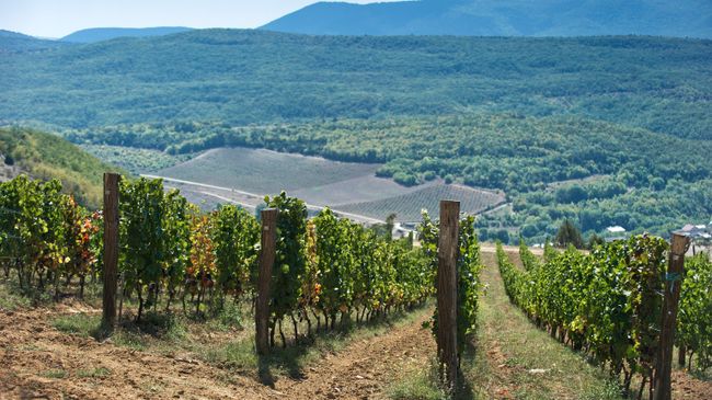 Винодельческое хозяйство UPPA Winery в Крыму. Архивное фото
