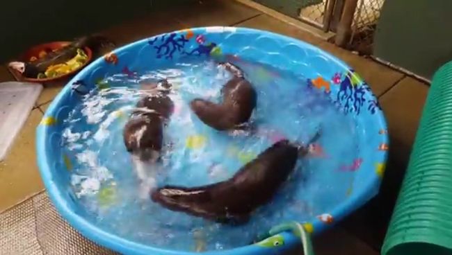 Купание выдр
