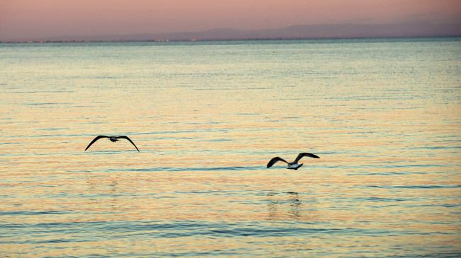Чайки на Черном море. Архивное фото Чайки на Черном море. Архивное фото