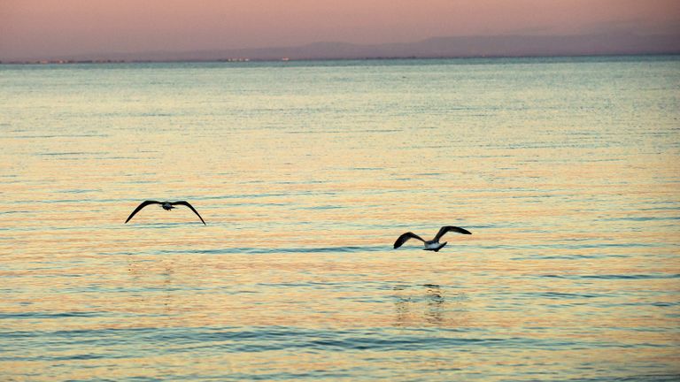 Чайки на Черном море в Евпатории Чайки на Черном море в Евпатории