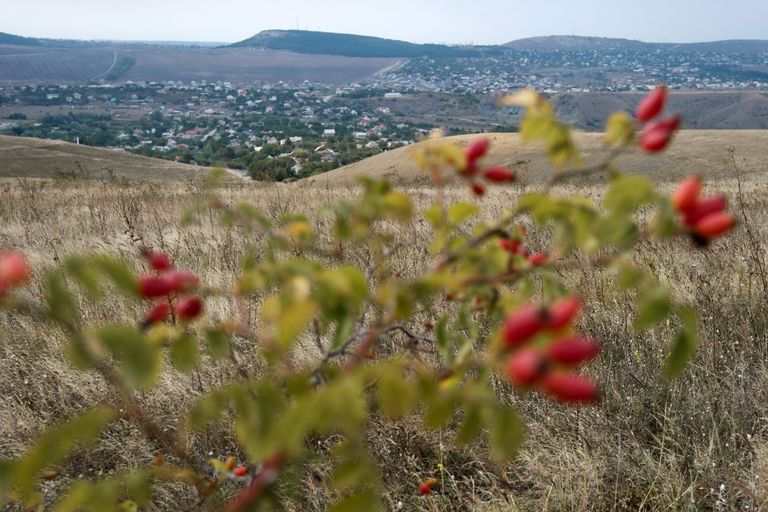 Шиповник в окрестностях села Клиновка Симферопольского района в Крыму Шиповник в окрестностях села Клиновка Симферопольского района в Крыму