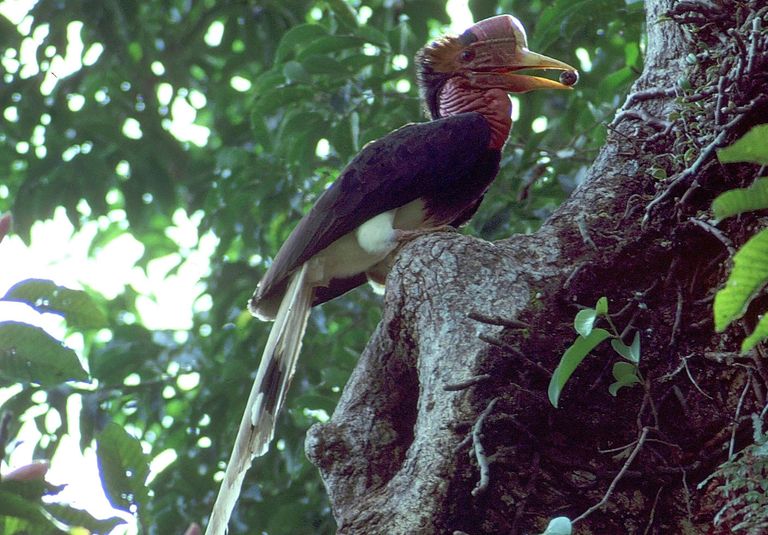 Шлемоносная птица-носорог у своего гнезда в Таиланде Шлемоносная птица-носорог у своего гнезда в Таиланде