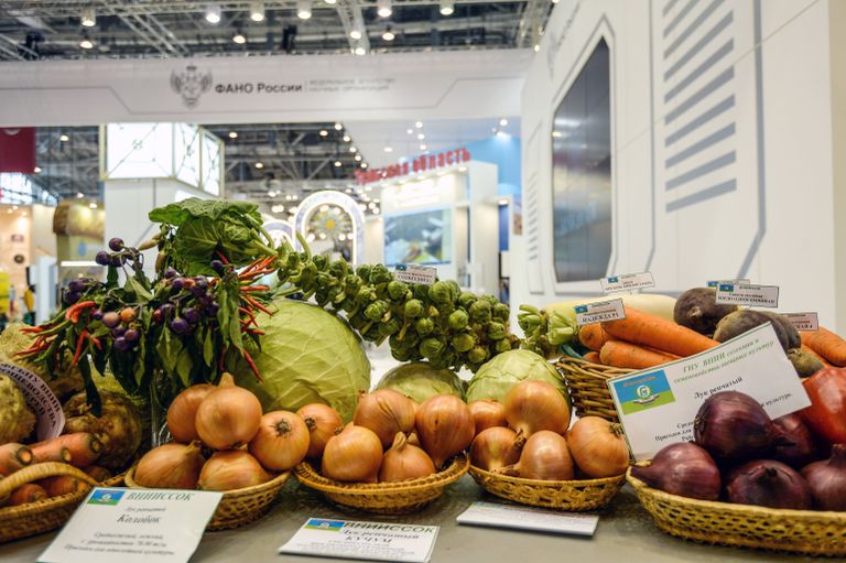Овощи Всероссийского НИИ селекции и семеноводства овощных культур (ВНИИССОК) на 18-й Российской агропромышленной выставке Золотая осень на территории ВДНХ Овощи Всероссийского НИИ селекции и семеноводства овощных культур (ВНИИССОК) на 18-й Российской агропромышленной выставке Золотая осень на территории ВДНХ
