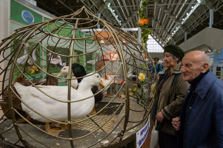 Посетители у клетки с гусями на 18-й Российской агропромышленной выставке Золотая осень на территории ВДНХ Посетители у клетки с гусями на 18-й Российской агропромышленной выставке Золотая осень на территории ВДНХ