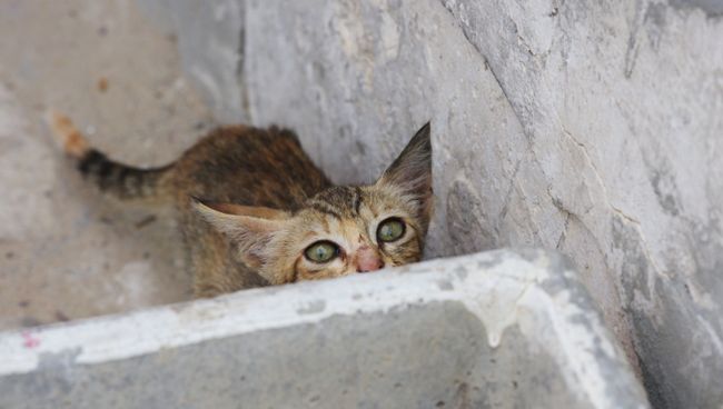 Кошка. Архивное фото Кошка. Архивное фото