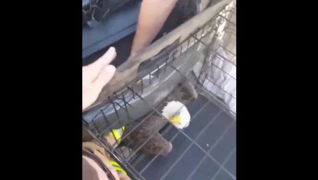 Спасение орлана