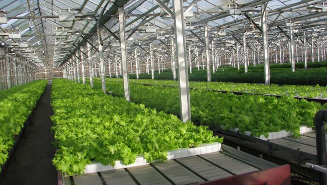Продукция Тепличного комплекса Белогорье. Архивное фото