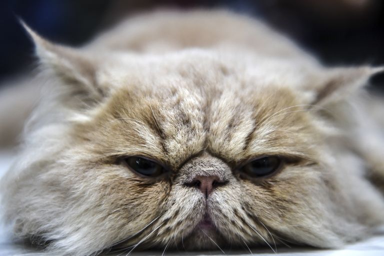 Персидский кот на выставке кошек в Турции Персидский кот на выставке кошек в Турции