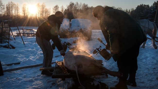 Обжигание туши свиньи газовой горелкой во дворе дома в селе Березовка Томской области. Архивное фото Обжигание туши свиньи газовой горелкой во дворе дома в селе Березовка Томской области. Архивное фото