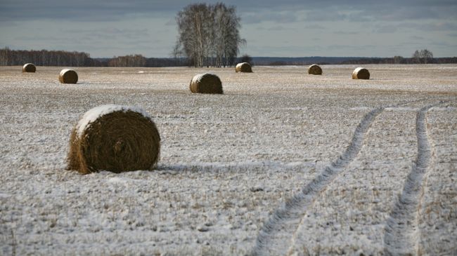 Запорошенные снегом стога на поле. Архивное фото Запорошенные снегом стога на поле. Архивное фото