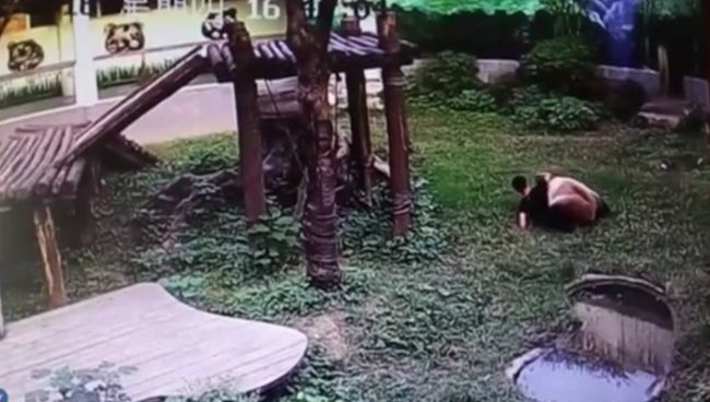 Поборолся с пандой