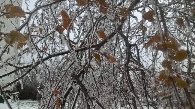 Последствия ледяного дождя в Москве Последствия ледяного дождя в Москве