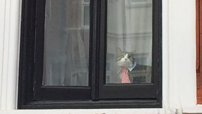 Кот Джулиана Ассанжа