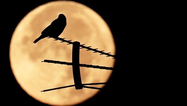 Птица сидит на антенне во время суперлуния в Риме, Италия. 15 ноября 2016 Птица сидит на антенне во время суперлуния в Риме, Италия. 15 ноября 2016