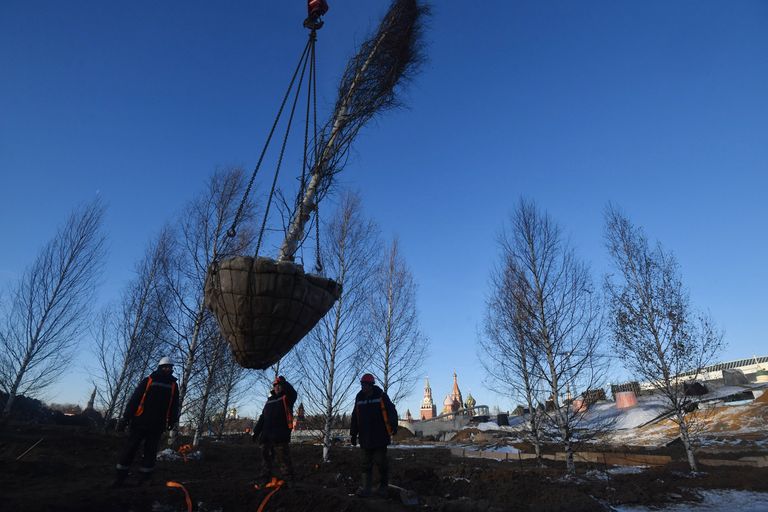Рабочие высаживают деревья на строительстве парка Зарядье в Москве Рабочие высаживают деревья на строительстве парка Зарядье в Москве