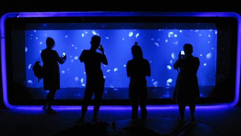 Океанариум Siam Ocean World в Бангкоке Океанариум Siam Ocean World в Бангкоке