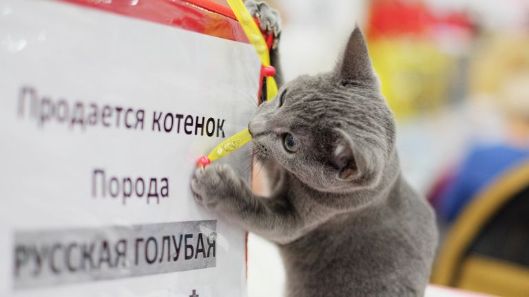 Кошка породы русская голубая на выставке Гран-при Royal Canin в Москве Кошка породы русская голубая на выставке Гран-при Royal Canin в Москве