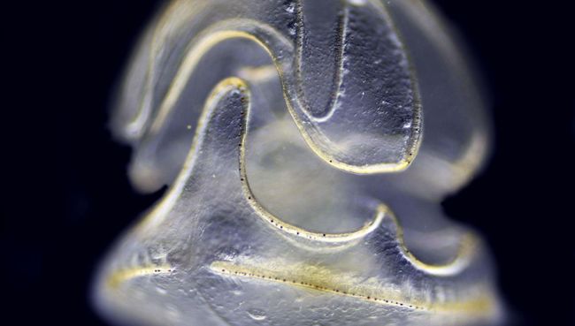 Личинка червя Schizocardium californicum, у которой есть голова, но нет тела