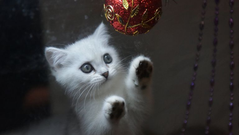 Кошка породы британская на выставке Зимний кубок Кот-Инфо в Москве Кошка породы британская на выставке Зимний кубок Кот-Инфо в Москве