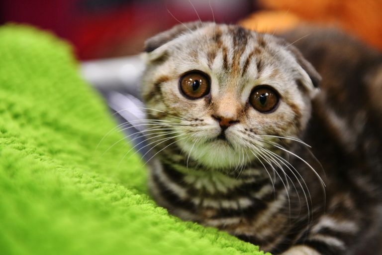 Кошка породы шотландская вислоухая на выставке Зимний кубок Кот-Инфо в Москве