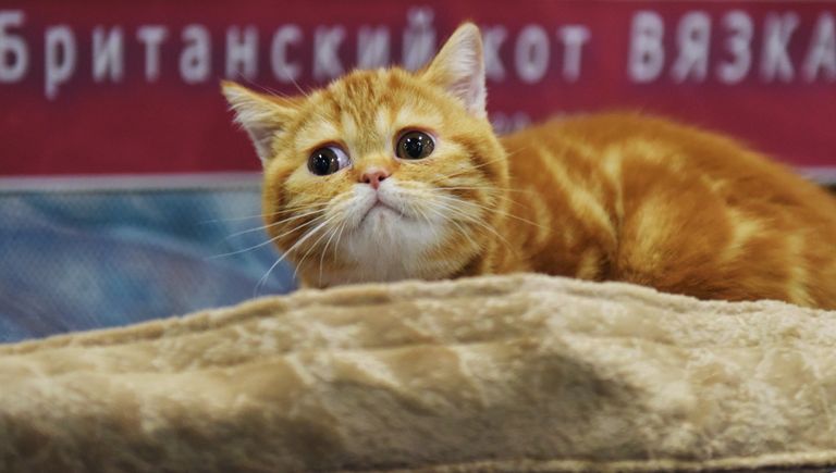 Кошка породы британская на выставке Зимний кубок Кот-Инфо в Москве Кошка породы британская на выставке Зимний кубок Кот-Инфо в Москве