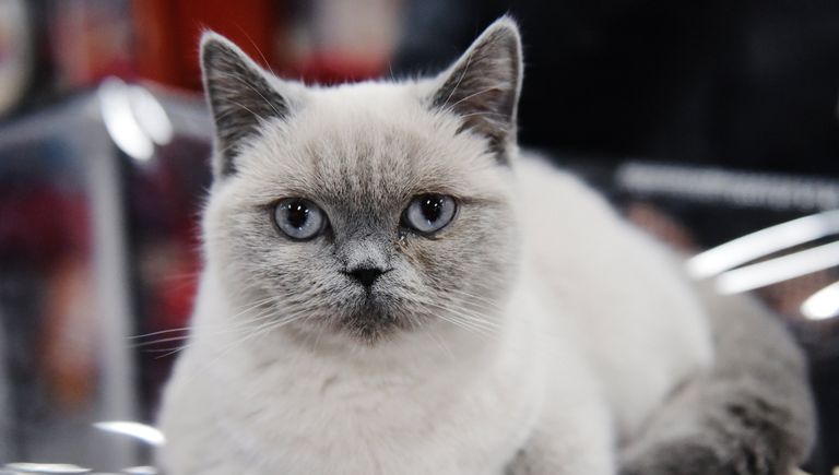 Кошка породы британская короткошерстная на выставке Зимний кубок Кот-Инфо в Москве Кошка породы британская короткошерстная на выставке Зимний кубок Кот-Инфо в Москве