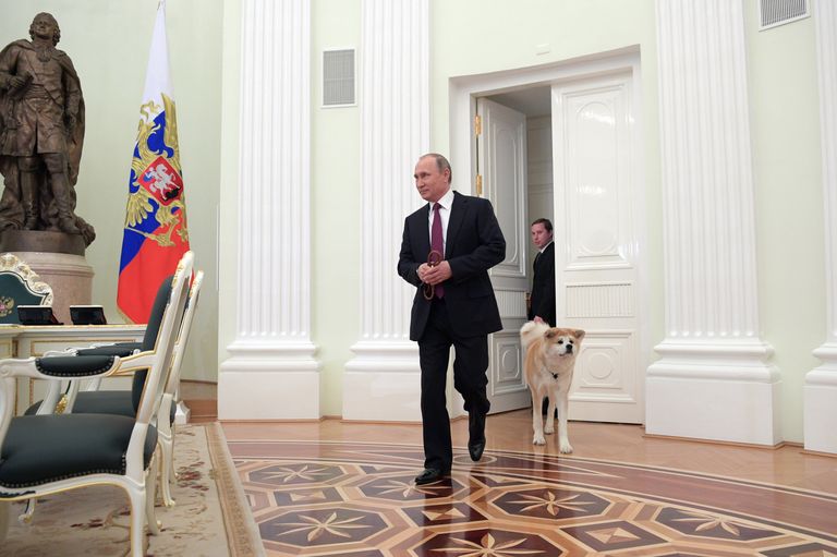 Президент РФ Владимир Путин с собакой Юмэ породы акита-ину перед началом интервью в Кремле телекомпании Ниппон и газете Иомиури. 7 декабря 2016 Президент РФ Владимир Путин с собакой Юмэ породы акита-ину перед началом интервью в Кремле телекомпании Ниппон и газете Иомиури. 7 декабря 2016