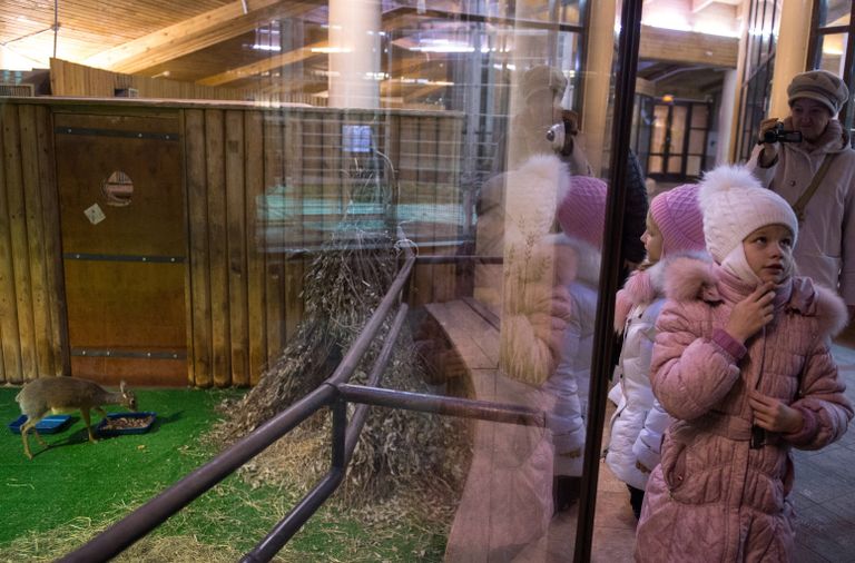 Посетители в павильоне Животные Африки Московского зоопарка. Детеныш мини-антилопы дикдик впервые появился на свет в Московском зоопарке Посетители в павильоне Животные Африки Московского зоопарка. Детеныш мини-антилопы дикдик впервые появился на свет в Московском зоопарке