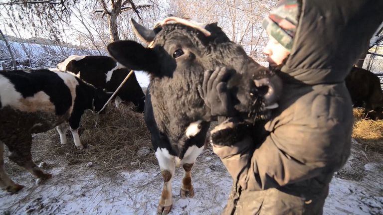 Подарки в день рождения для коров, или Как выглядит приют для скота в Казани