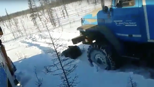 В Якутии вахтовики на Уралах намеренно задавили медведя В Якутии вахтовики на Уралах намеренно задавили медведя