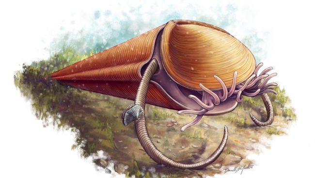 Древнее беспозвоночное животное Haplophrentis, которое раньше ошибочно считали моллюском Древнее беспозвоночное животное Haplophrentis, которое раньше ошибочно считали моллюском