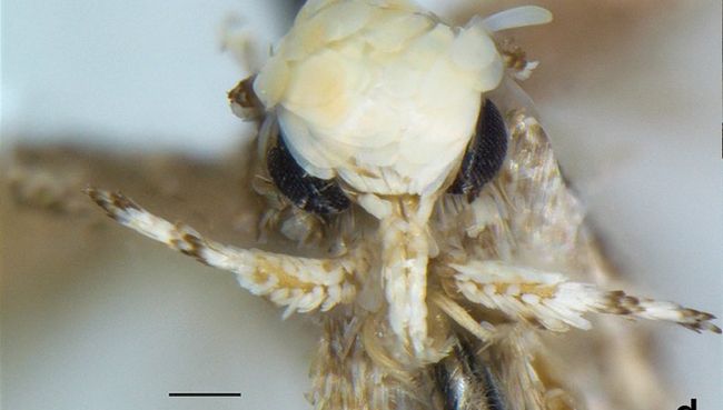 Бабочка Neopalpa donaldtrumpi