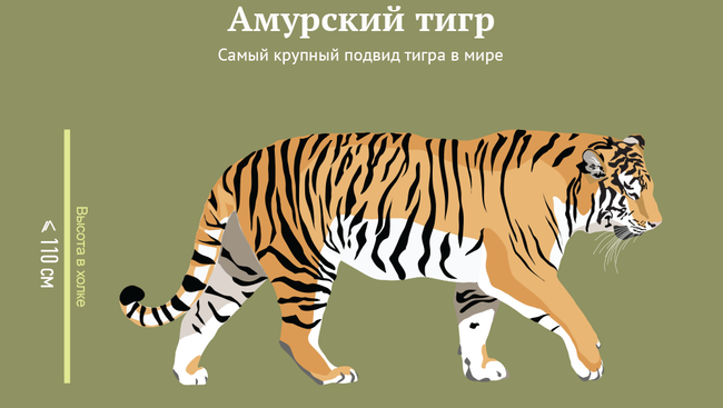 Амурский тигр Амурский тигр